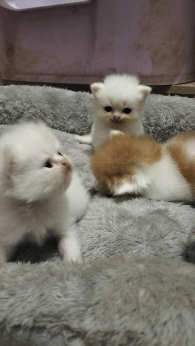 เปิดจอง เด็กๆอายุ 2 สัปดาห์ เปิดกล้องดูก่อนได้ค่ะ 16