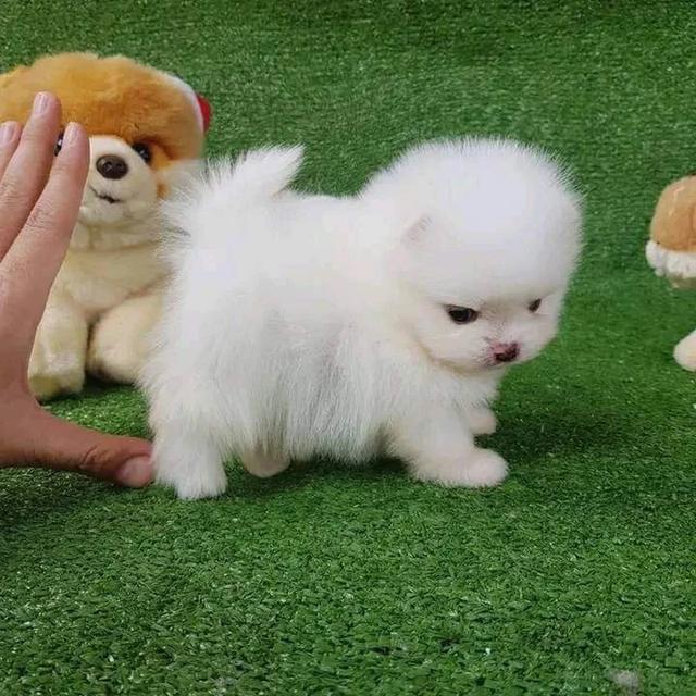 Teacup Pomeranian Puppies  WhatsApp me : +66 63 826 3042 รูปที่ 2