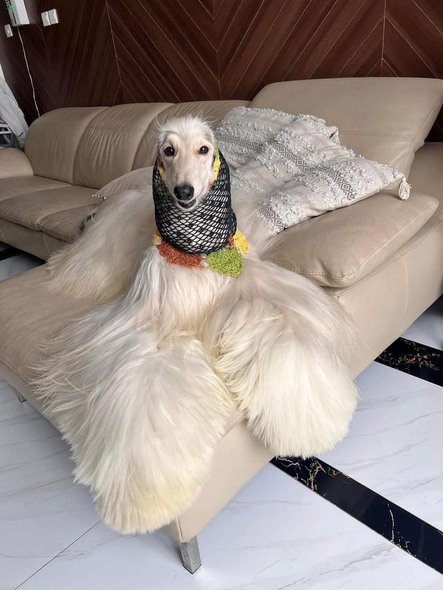 สุนัข Afghan Hound พันธุ์แท้ 100% 3