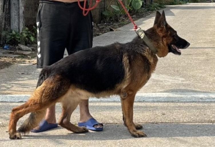 ลูกสุนัขเยอรมันเชพเพิร์ด สุนัขตำรวจ K9 รูปที่ 2