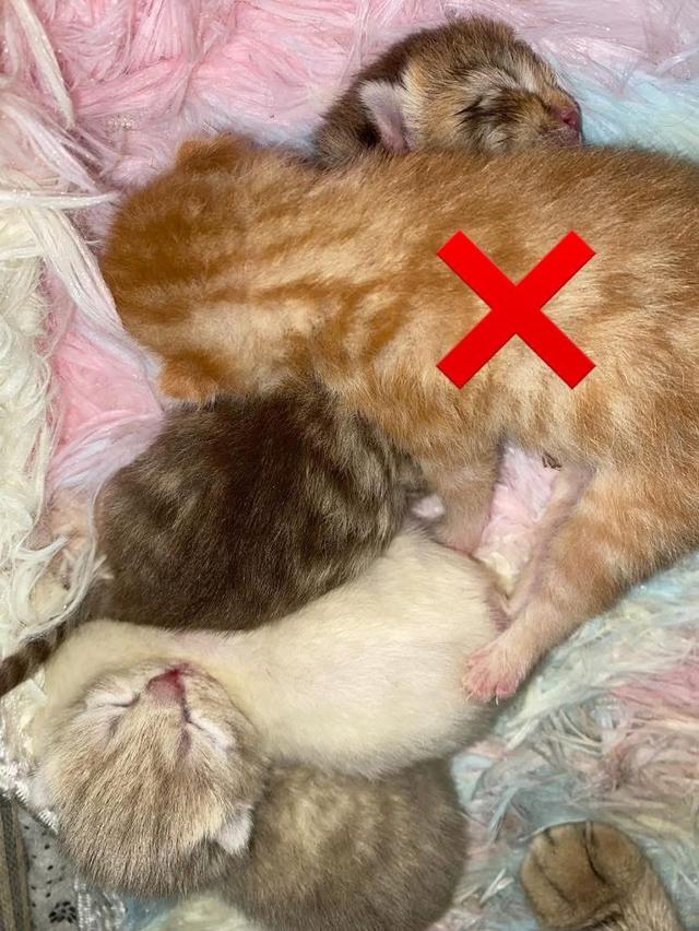 เปิดจอง น้องแมวสก็อตติช