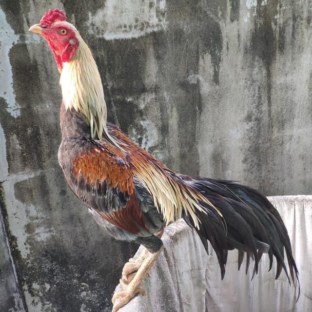 พม่า 1