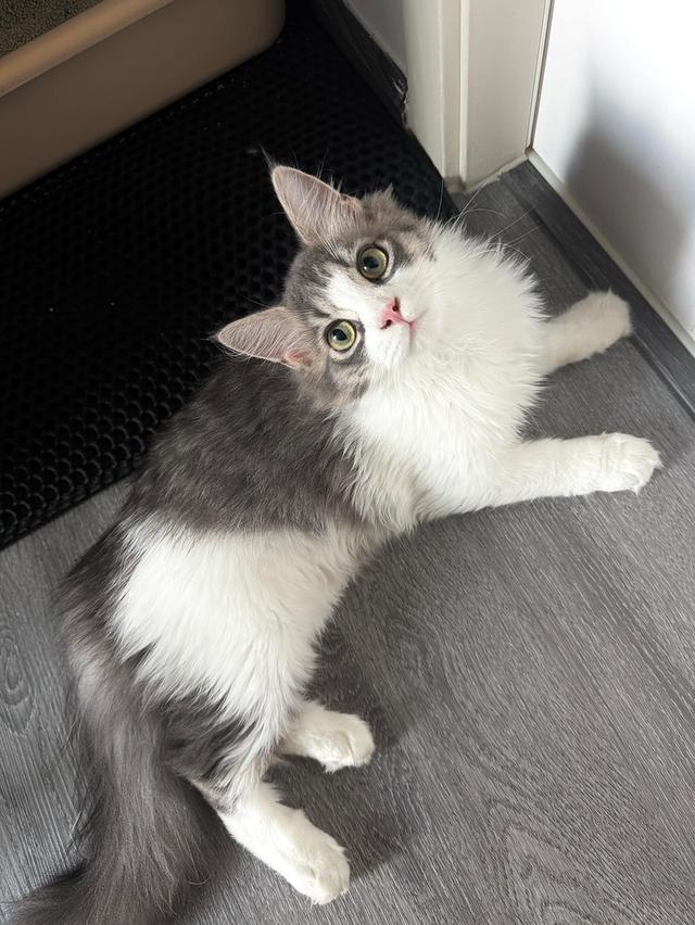 เมนคูนเปอร์เซีย 5