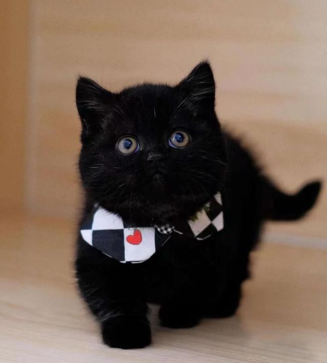 แมวมันช์กิ้นขนสั้นสีดำสนิท ฟอร์มสวยตามมาตรฐาน