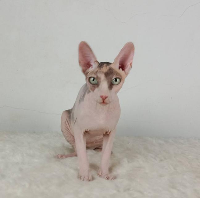 21.แมวสฟิงซ์/เพศเมีย หาบ้าน Sphynx Cat/Female looking for a new home 4