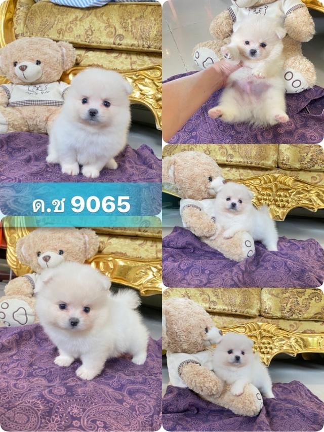 น้องลูกปอมแท้ อายุ2เดือน มาดูตัวจริงได้ค่ะ  2