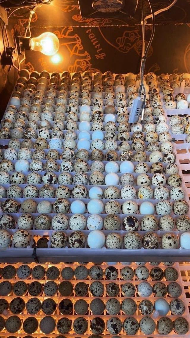 ไข่เชื้อนกกระทายักษ์ตุรกีเลือด 100 สายนำเข้า 1 ชุด มี 20 ฟอง แถม 5 ฟอง