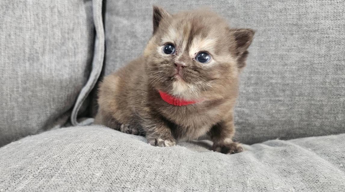 สก็อตติชแท้ สีช็อคครีม หายาก 8