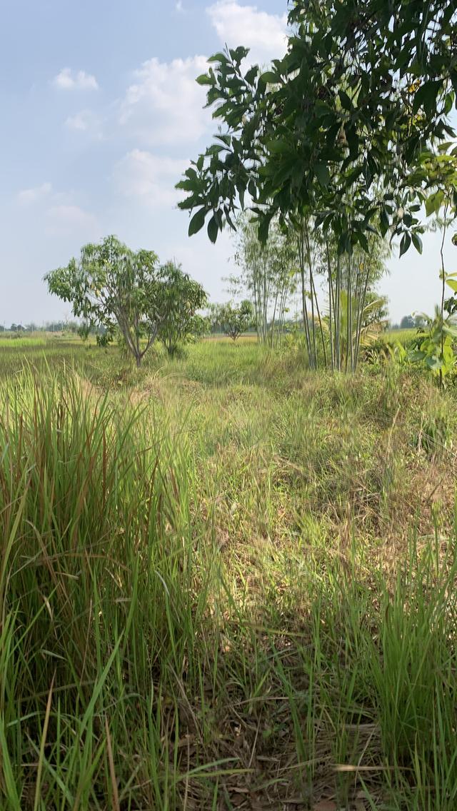 ที่ดินโคกหนองนา3.5 ไร่ 8