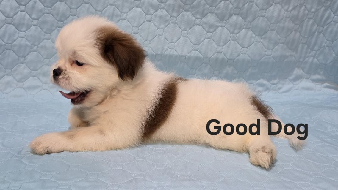 ลูกสุนัขชิสุแท้ (Good Dog) รูปย่อยที่ 3