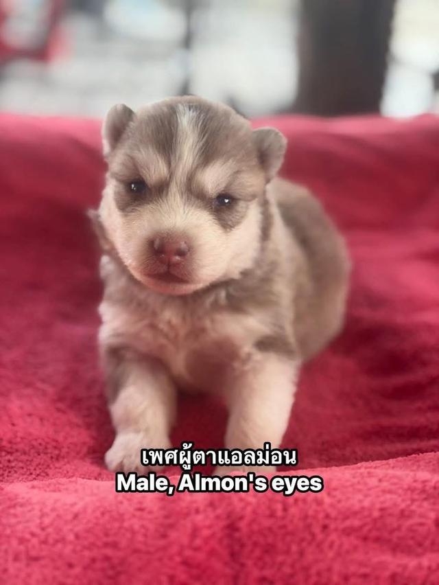 อัปเดตเด็กเข้าใหม่ เริ่มต้น5000 รูปที่ 3