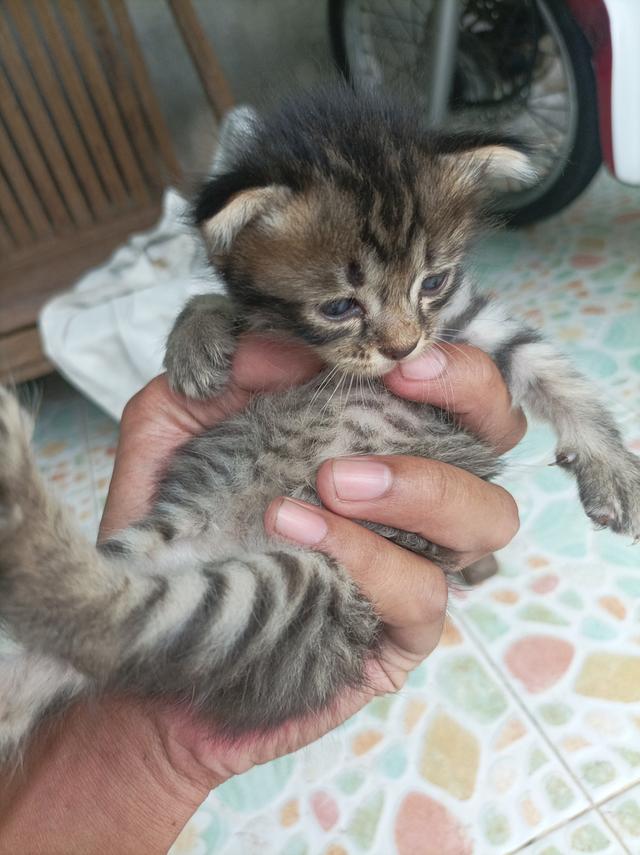 แมวๆ 6