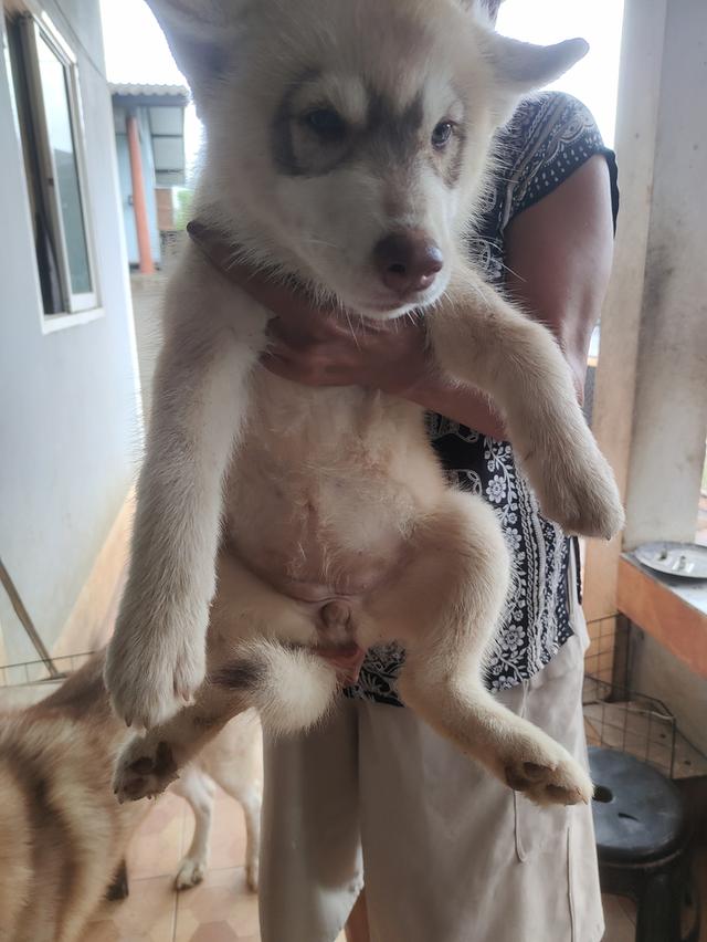 น้องไซบีเรียนน่ารักๆ 5