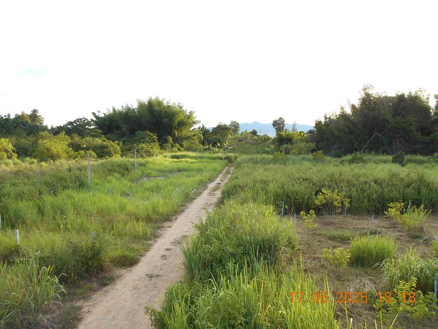 ขายที่ดิน 10 ไร่ พร้อมบ้าน ติดลำห้วย 3 สาย ต.บ้านบึง อ.บ้านคา จ.ราชบุรี 9