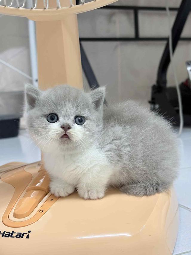 แมวสก็อตติช