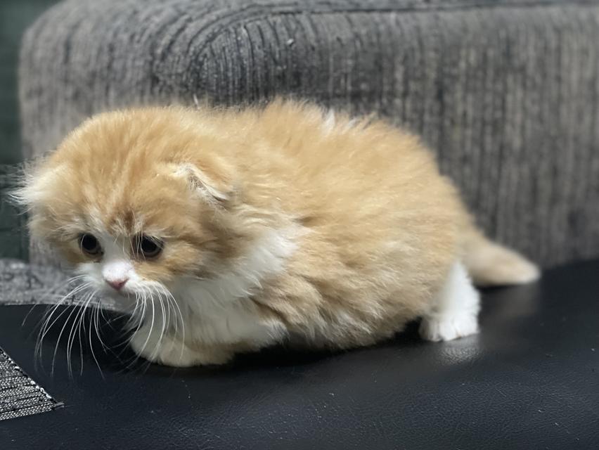 น้องส้มมงคล-เพศผู้(เกิด19/9/68) 10