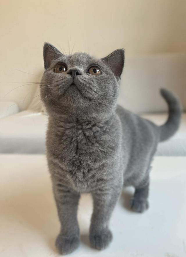 British Shorthair WCF ดช รูปที่ 3
