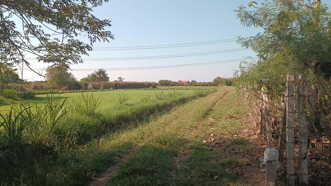 ขายที่ดิน 110 ตร.วา 199,000บาท อ.ดอนตูม จ.นครปฐม 4