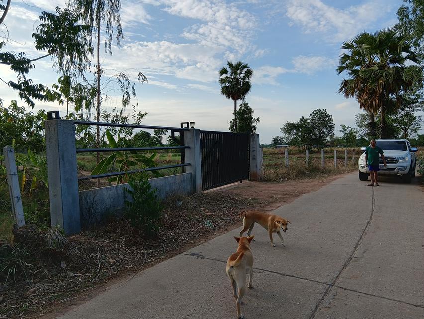 ขายด่วนที่ดินเปล่า21ไร่ ราคา3.9ล้าน ทำเลดีสวยบรรยากาศดีเหมาะทำฟาร์มรีสอร์ท อ.บ้านแท่น จ.ชัยภูมิ สนใจ0844255956 2