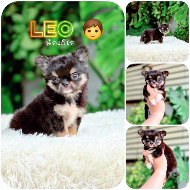 CHIHUAHUAชิวาวาขนยาวแบล๊คแทนหนุ่มรูปหล่อ