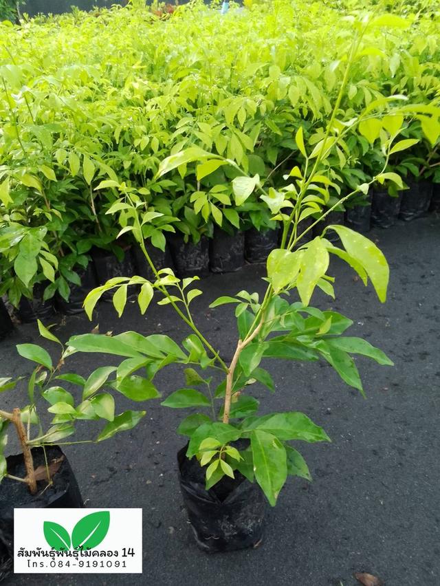 ต้นแก้ว ต้นดอกแก้ว ดอกแก้ว 4