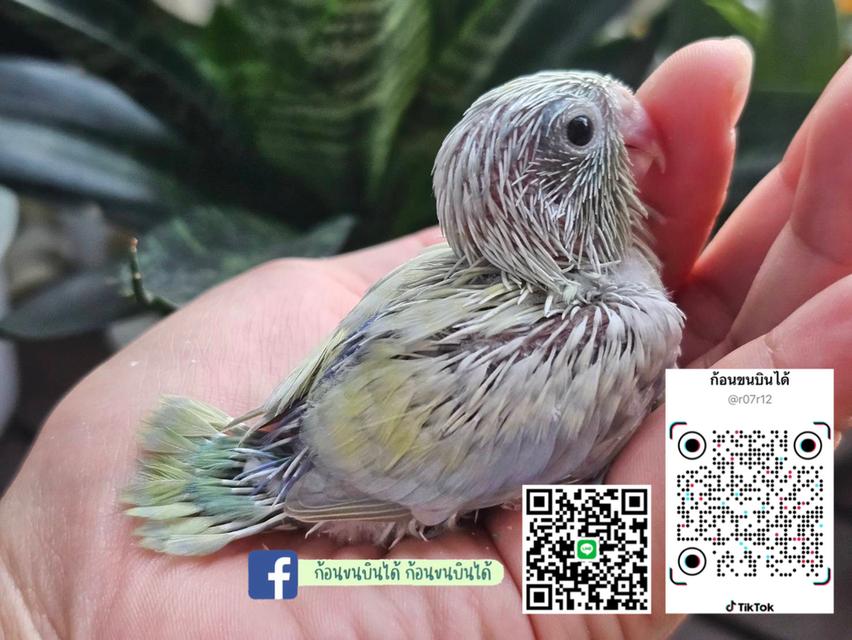 ฟอพัสอเมกันเยลโล่