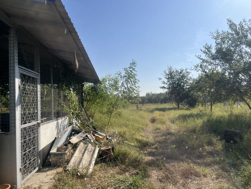 ขายที่ดิน1ไร่2งาน ใกล้คลังน้ำมัน เสาไห้ จ.สระบุรี 4