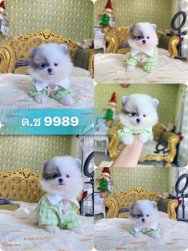 ลูกปอมแท้ พร้อมเลี้ยง มาดูตัวจริงได้ มีบริการจัดส่ง