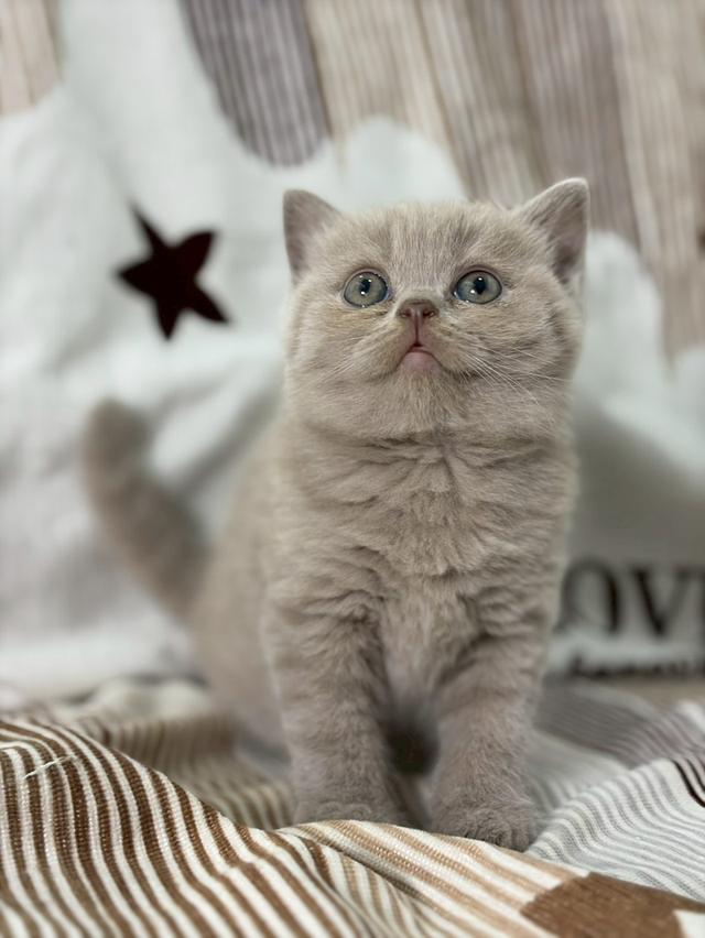 British shothair WCF