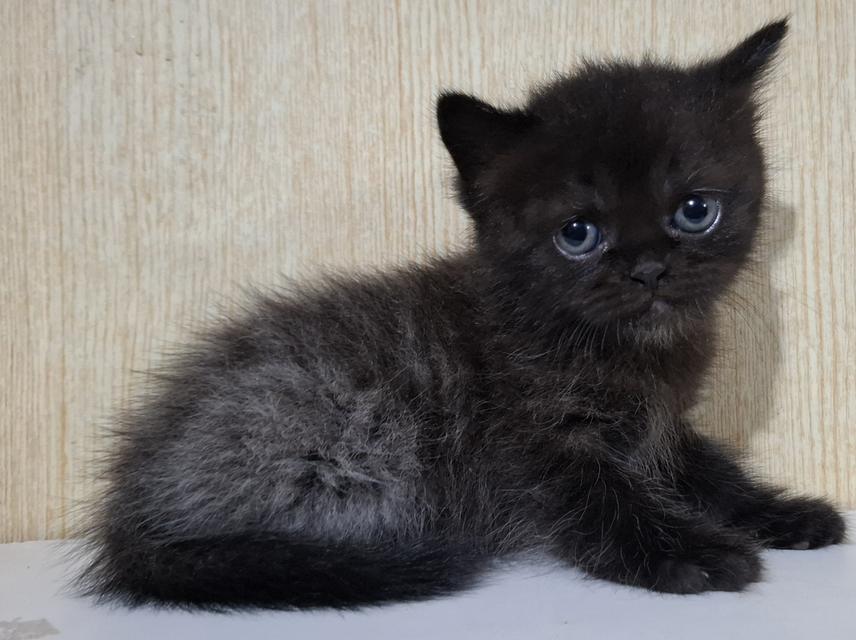 ลูกแมวครึ่งเปอร์เซีย+บริติช รูปที่ 4