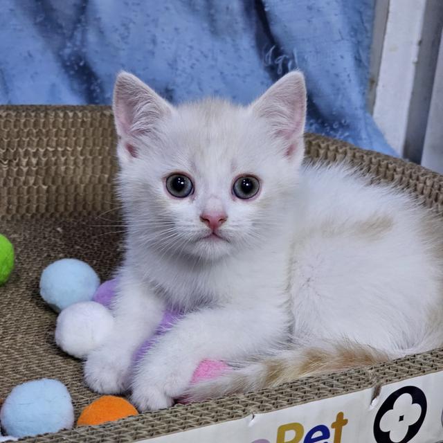 สก๊อตติช โฟล์ด 2