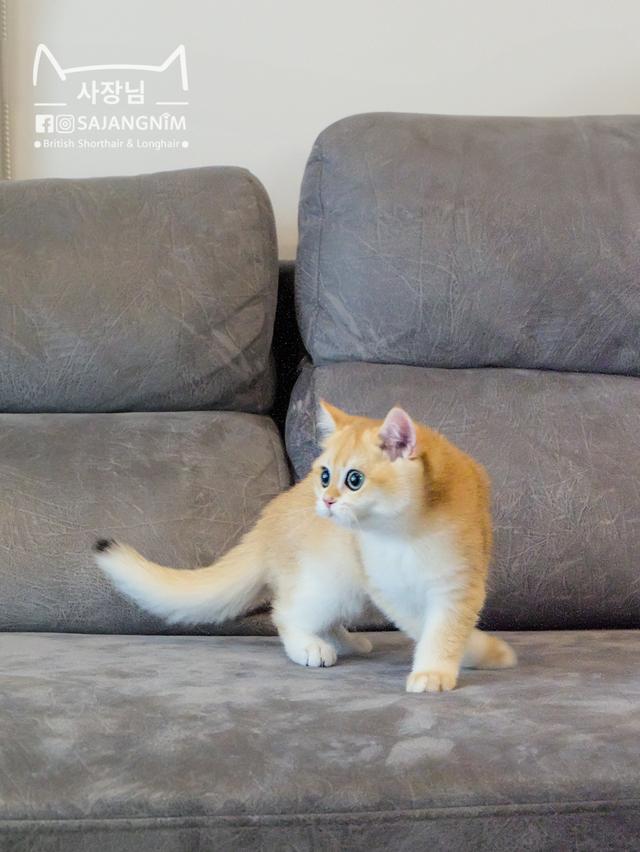 เด็กชายบริติช