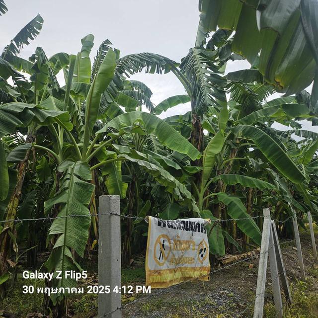 ขายที่ดินทำเลชินเขต 1 เหมาะสร้างบ้านเดี่ยว ออฟฟิศ ทาวน์โฮม หอพัก หรือเก็งกำไรในอนาคต พื้นที่ 200 ตรว ซอยงามวงศ์วาน 43 แยก 2-7