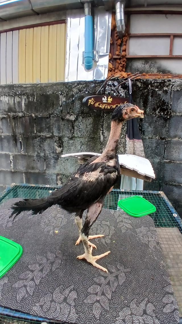 ลูกไก่ชน สายเลือดเงินล้าน รูปที่ 4