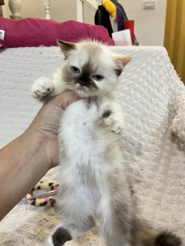 แมว สก๊อตผสมเปอเซีย 🔥🔥🔥🔥 รูปที่ 1