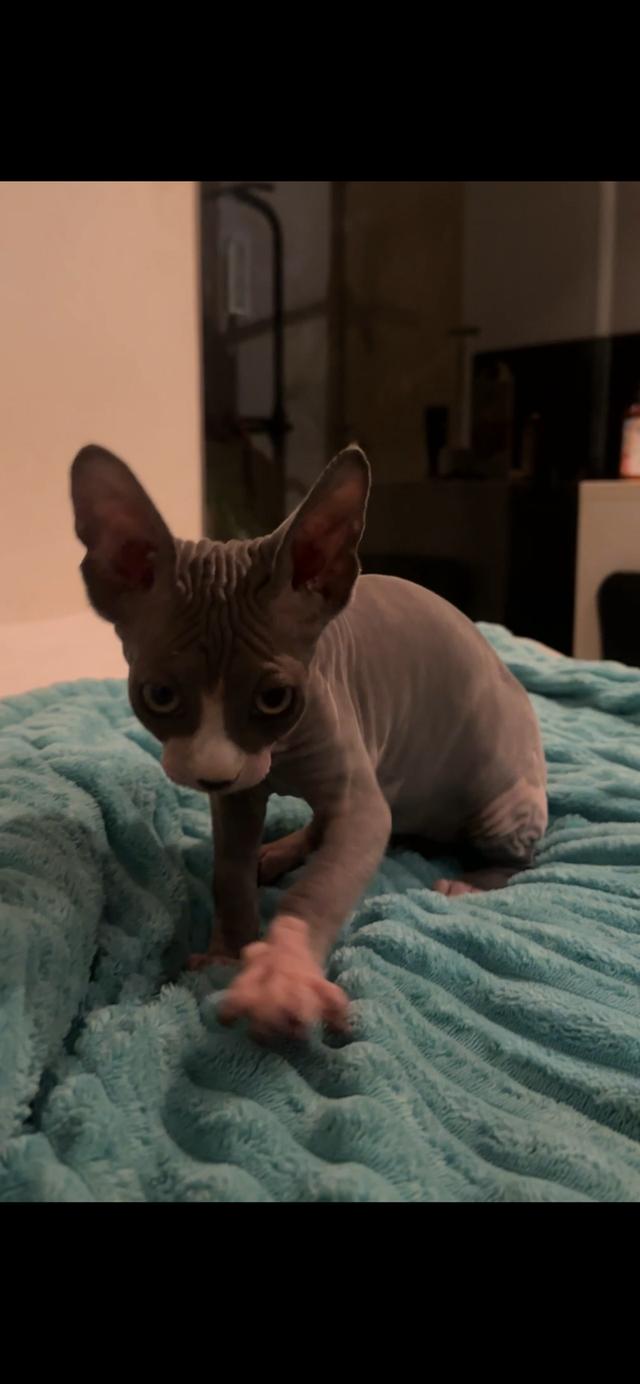 baby black sphinx cat raised with love and care รูปย่อยที่ 3