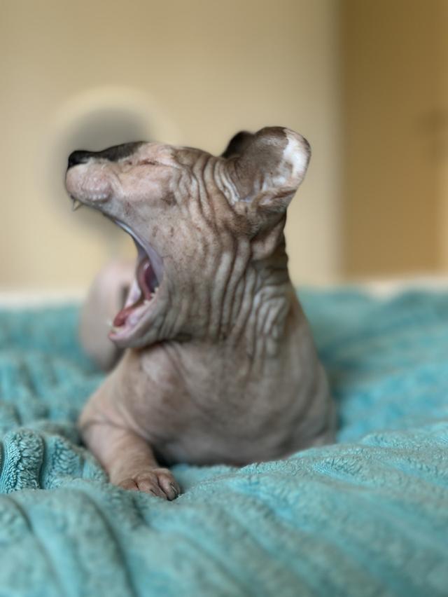 ethical elf sphynx cats for sale raised with love and care รูปย่อยที่ 4