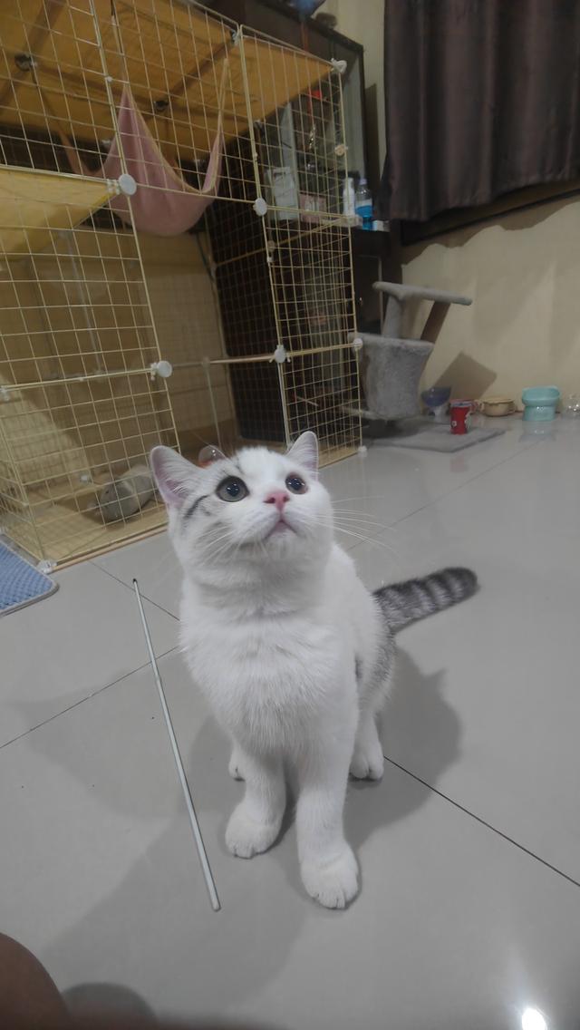Scottish Fold (boy) 10