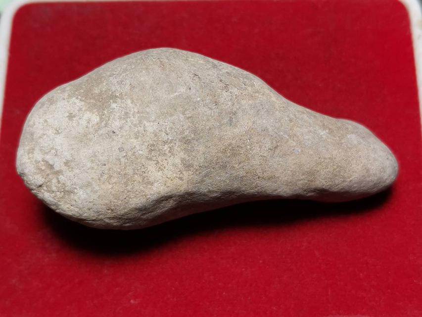 6169 คตหอย หรือหอยที่กลายเป็นหิน พบหายากอายุพันปีจนกลายเป็นหิน 2