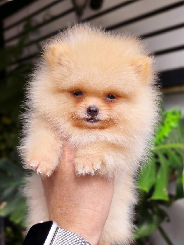 น้องไทเฮา ปอมทีคัพสีครีมเพศเมีย 7