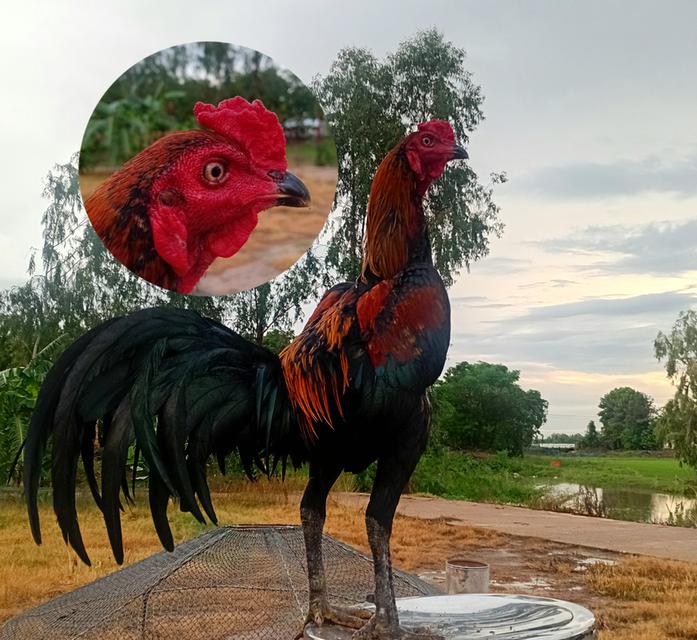 ขายไก่ชน