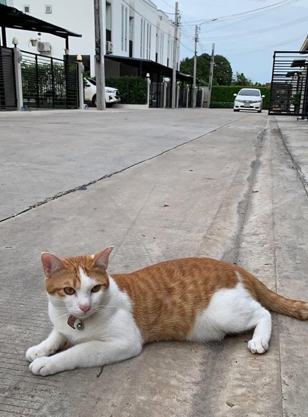 ปล่อยเช่าทาวโฮม2ชั้น ถนนเทิดราชัน เขตดอนเมือง เพียง7นาทีจากสนามบินดอนเมือง พื้นที่ใช้สอยในบ้านมากถึง 122 ตร.ม. 17