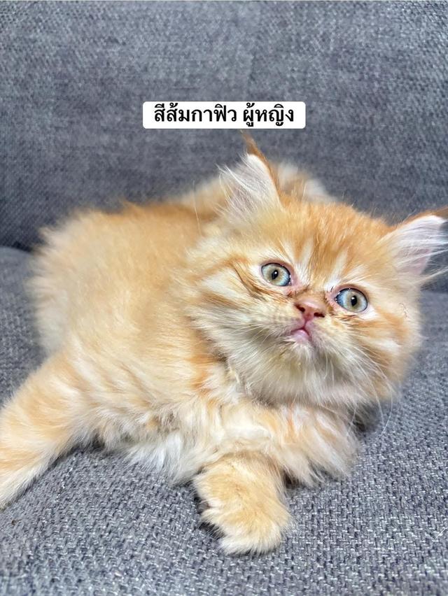 ❌🏠 ได้บ้านหมดแล้ว เปอร์เซียแท้ ส้มหญิง & ส้มชาย 4