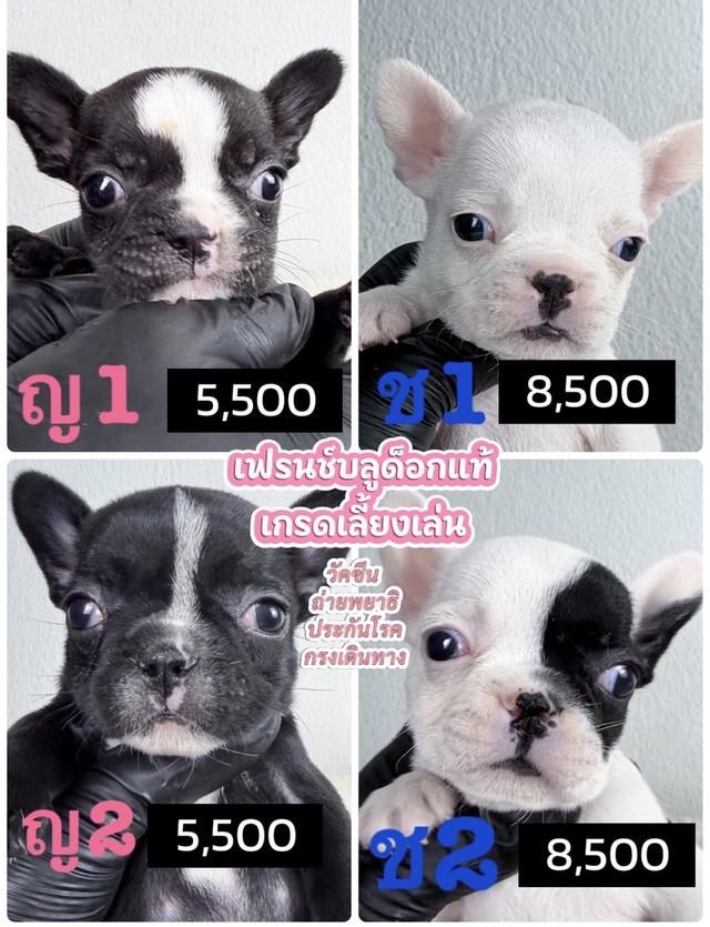 เฟรนช์บลูด็อกแท้น่ารัก