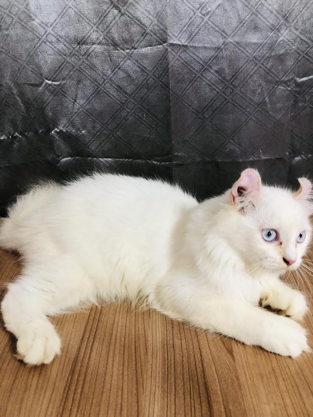 น้องแมวพันธุ์ อเมริกันเคิร์ลผสมหิมาลายัน เพศผู้ ( หูบิน ) ตาสีฟ้า ขอบตาสีเหลือง หางสีเหลือง