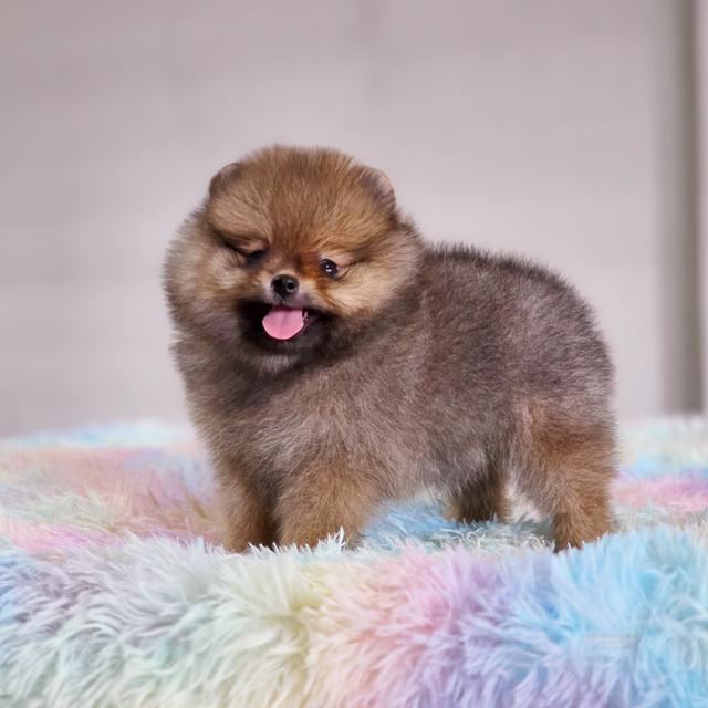 ปอมแท้ฟอร์มหมีไซส์เล็กสีส้มเพศเมียพร้อมย้ายบ้าน