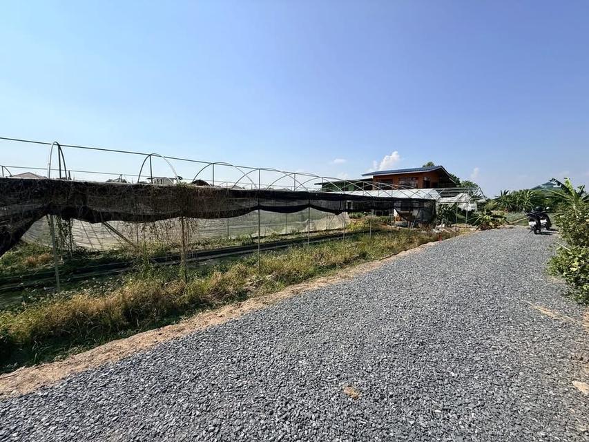 ขายด่วนทีดิน 153 ตารางวา ติดถนนหินคลุก ซอย วัดหนองปรง ต.บางเดื่อ อ.เมืองปทุมธานี 5