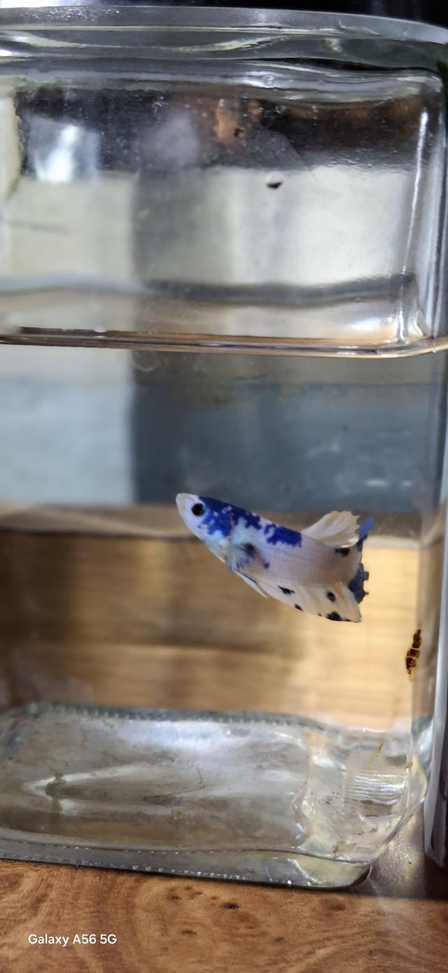 ปลากัด มาเบิ้ล-แฟนซี-สวยงาม