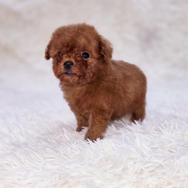 พุดเดิ้ลทอยสายพันธุ์แท้