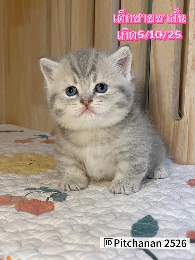 แมวมันช์กิ้นขาสั้น